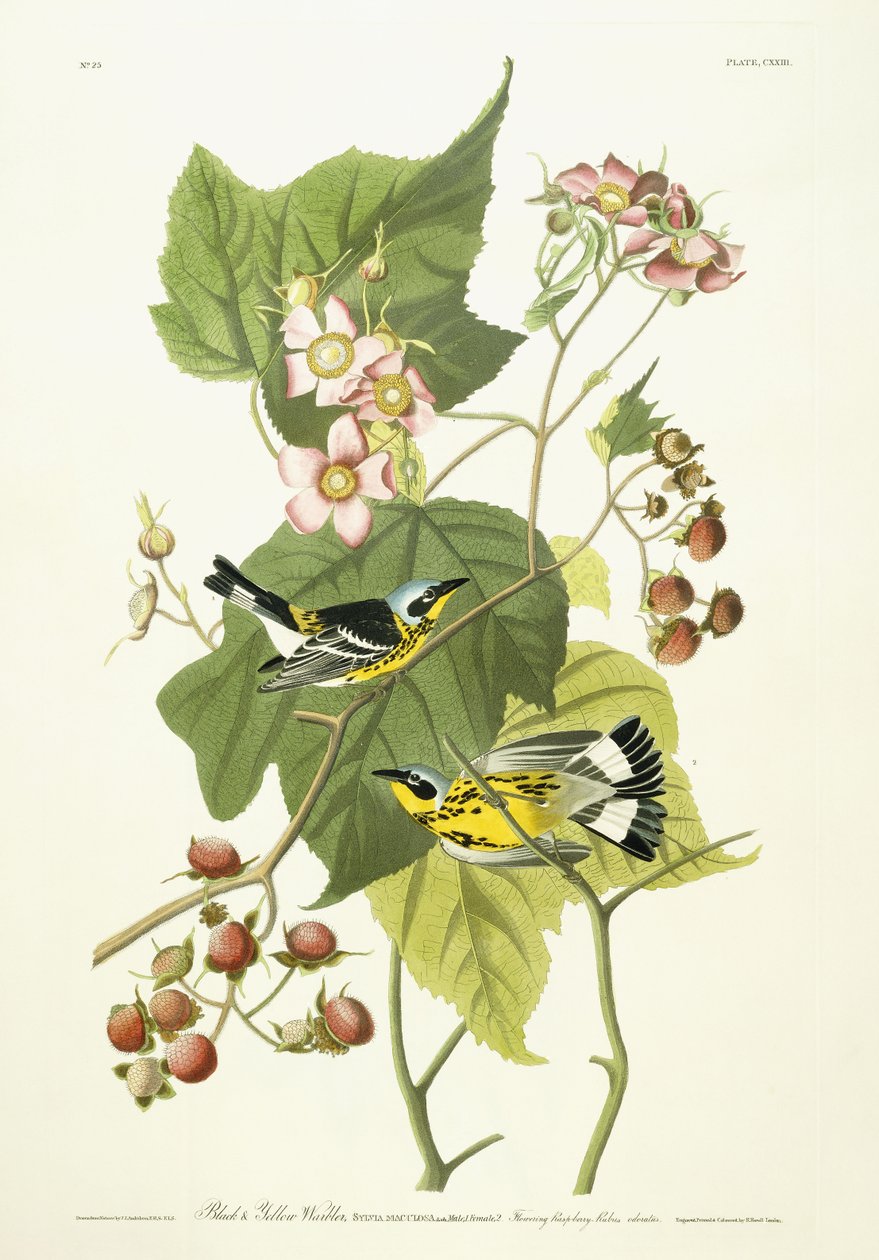 काले और पीले वार्बलर और फूल रास्पबेरी, c.1826-1838 द्वारा जॉन जेम्स ऑडबोन