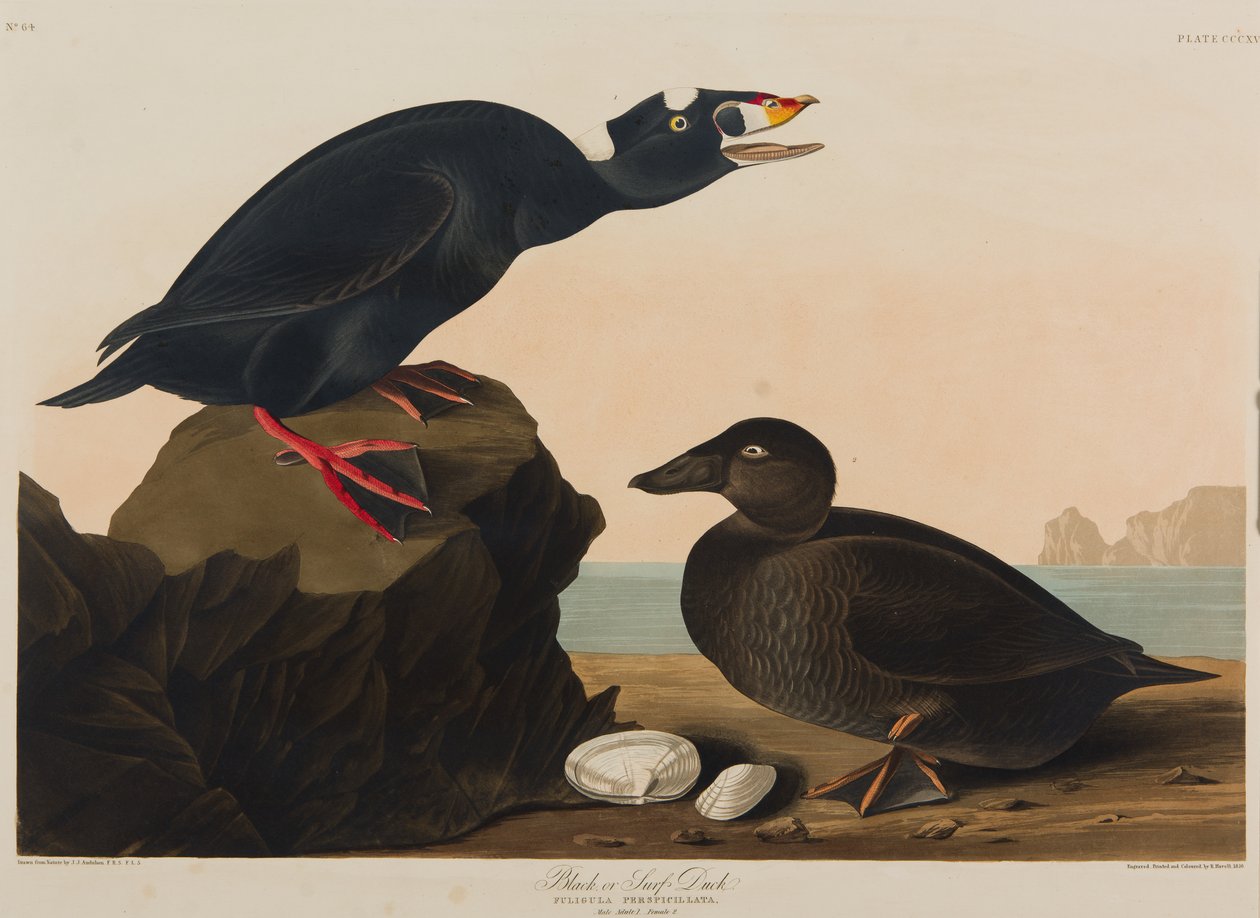ब्लैक या सर्फ बतख, 1836 (कागज पर wc) द्वारा जॉन जेम्स ऑडबोन