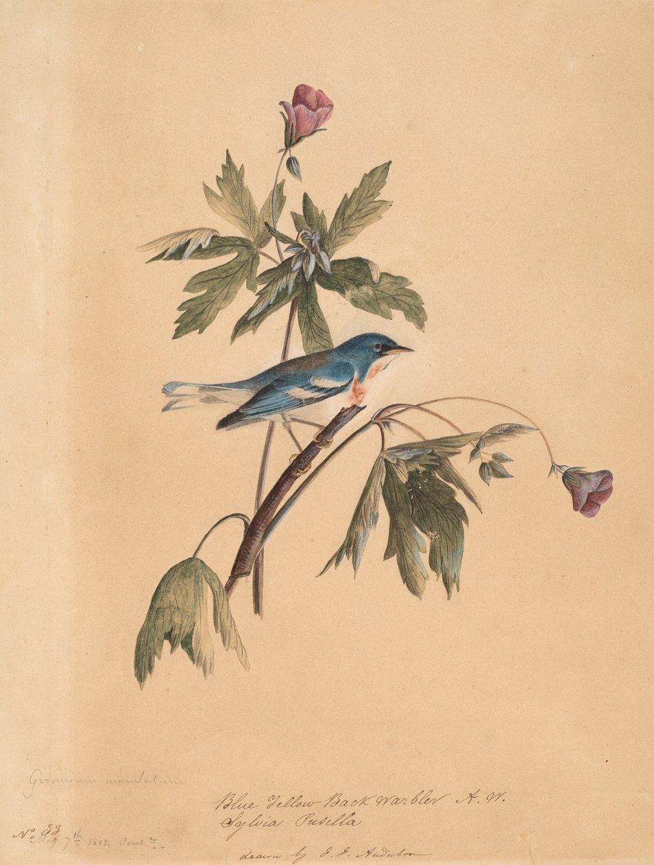 ब्लू येलो बैक वार्बलर, 1812। द्वारा जॉन जेम्स ऑडबोन