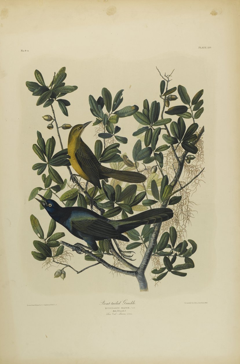 बोट-टेल्ड ग्रैकल, जूलियन बीन द्वारा मुद्रित और रो लॉकवुड एंड सन, 1861 (क्रोमेटिड) द्वारा प्रकाशित द्वारा जॉन जेम्स ऑडबोन