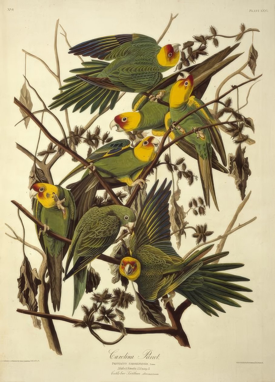 कैरोलिना पैरट। Psittacus Carolinensis द्वारा जॉन जेम्स ऑडबोन
