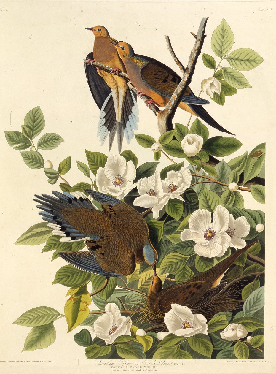कैरोलिना कबूतर या कैरोलिना कछुआ। द बर्ड्स ऑफ अमेरिका से, 1827-1838 तक। द्वारा जॉन जेम्स ऑडबोन