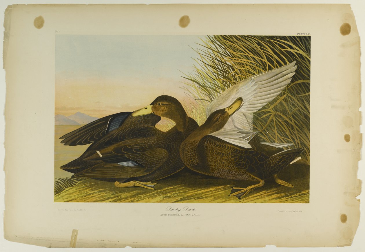 डस्की डक, जूलियन बीन द्वारा मुद्रित और रो लॉकवुड एंड सन, 1861 (क्रोमोलिथोग्राफ) द्वारा प्रकाशित द्वारा जॉन जेम्स ऑडबोन