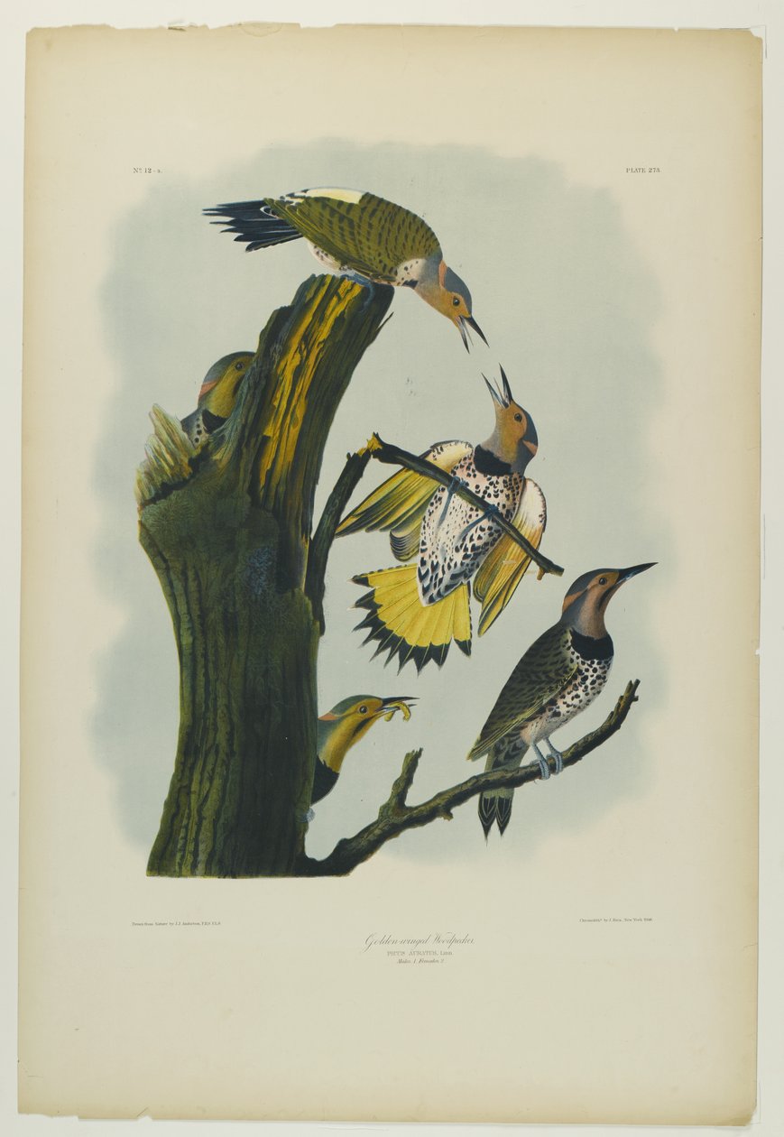 गोल्डन विंग्ड वुडपेकर, जूलियन बीन द्वारा मुद्रित और रो लॉकवुड एंड सन, 1861 (क्रोमोलिथिन) द्वारा प्रकाशित द्वारा जॉन जेम्स ऑडबोन