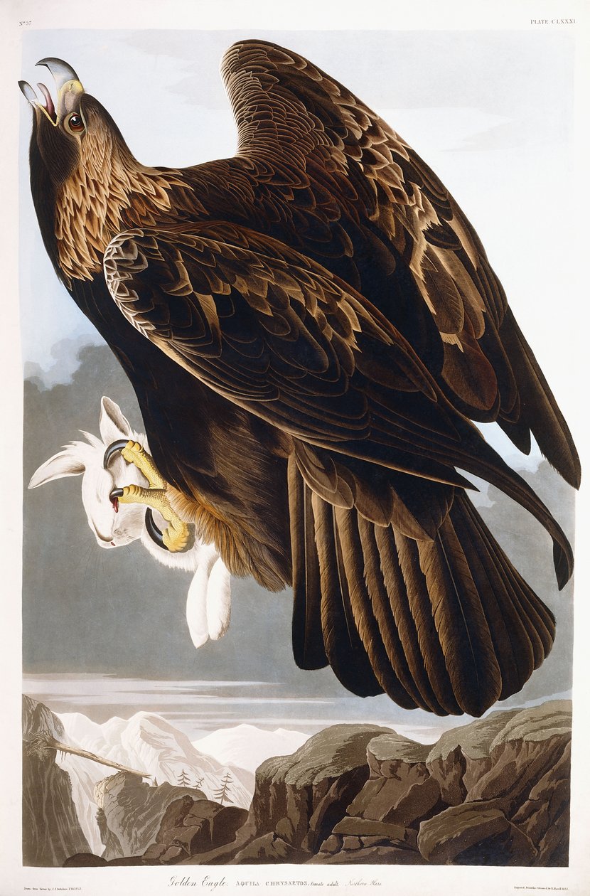 गोल्डन ईगल, 1833 द्वारा जॉन जेम्स ऑडबोन