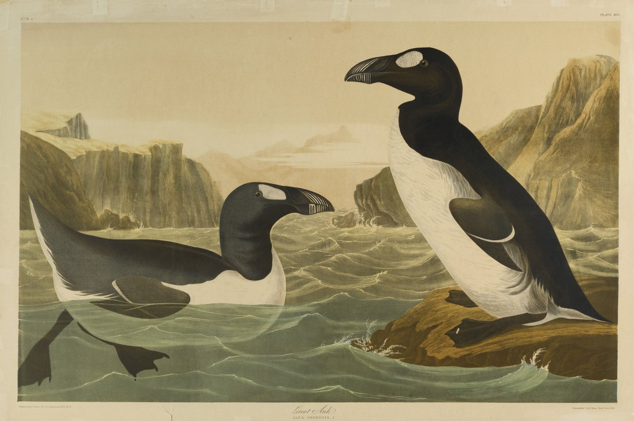 महान औक, जूलियन बीन द्वारा मुद्रित और रो लॉकवुड एंड सन, 1861 (क्रोमोलिथोग्राफ) द्वारा प्रकाशित द्वारा जॉन जेम्स ऑडबोन