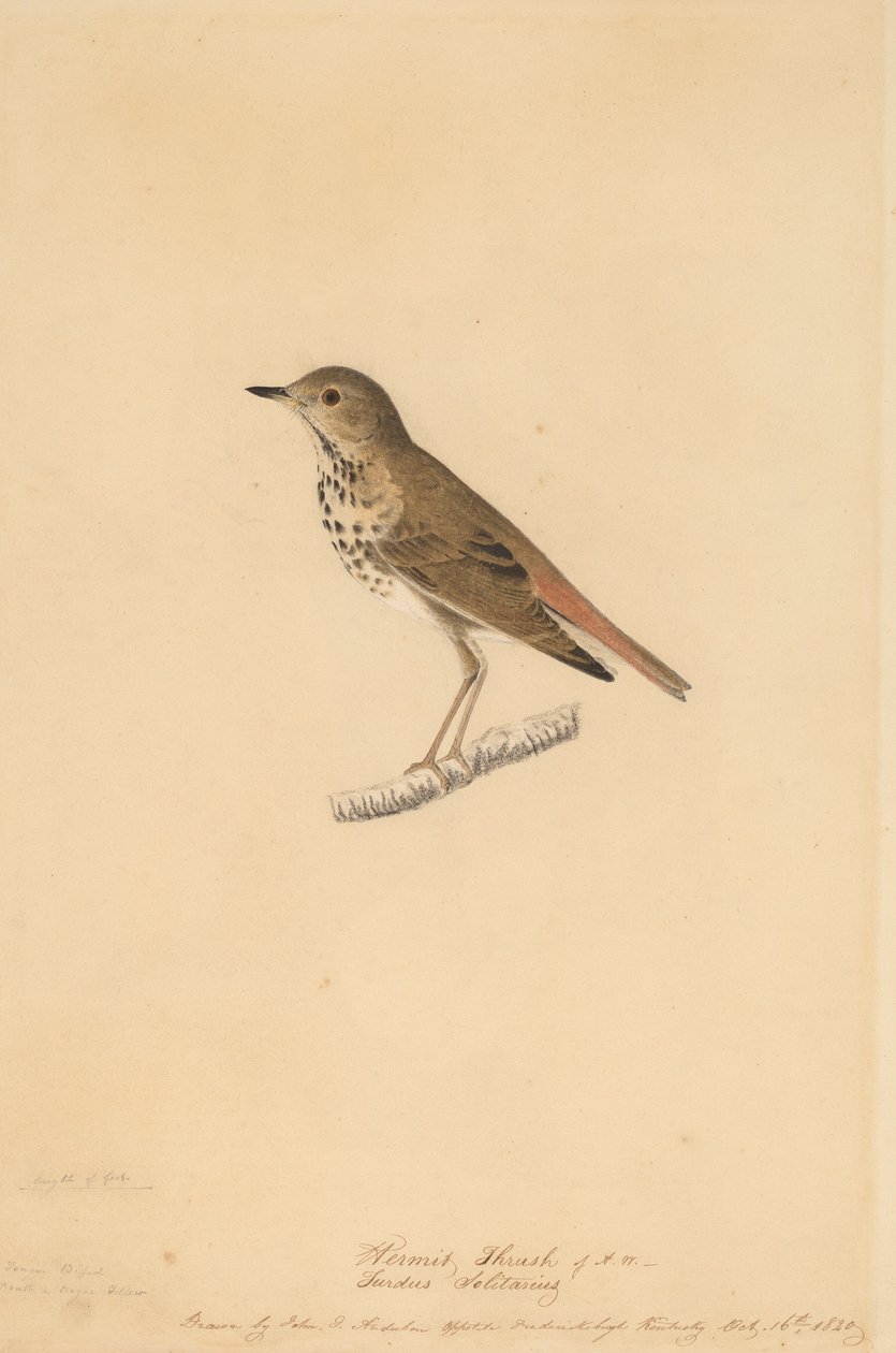 हर्मिट थ्रश, 1820। द्वारा जॉन जेम्स ऑडबोन