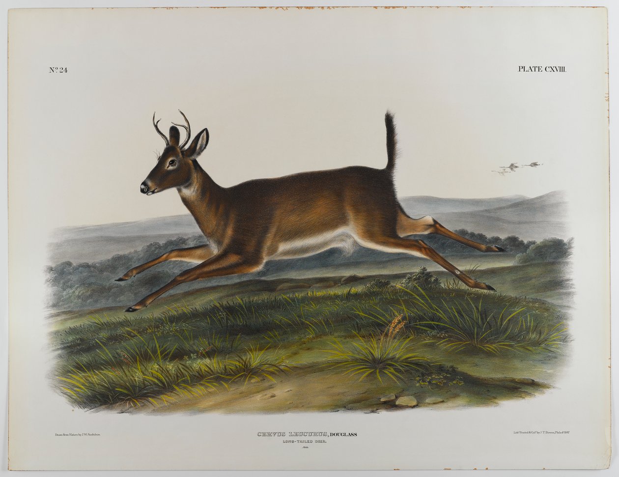 लंबी पूंछ वाले हिरण, 1847 द्वारा जॉन जेम्स ऑडबोन