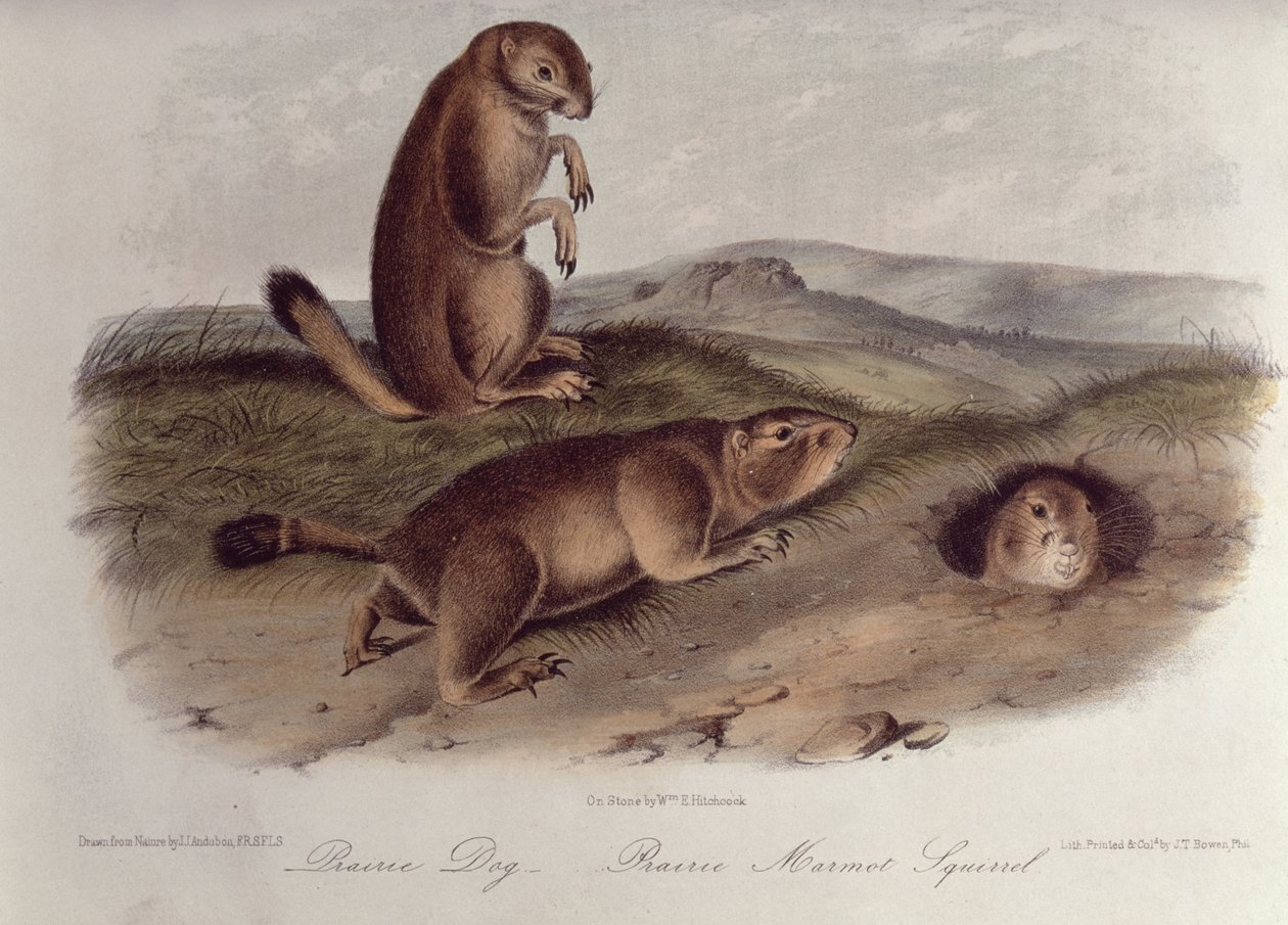 1842-5, &39;उत्तर अमेरिका के चौपाइयों&39; से प्रेयरी डॉग द्वारा जॉन जेम्स ऑडबोन