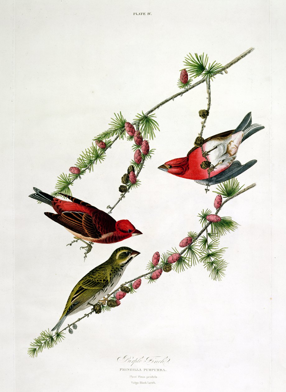 पर्पल फिंच, &39;बर्ड्स ऑफ अमेरिका&39;, विलियम होम द्वारा उत्कीर्ण (1788-1859) द्वारा जॉन जेम्स ऑडबोन