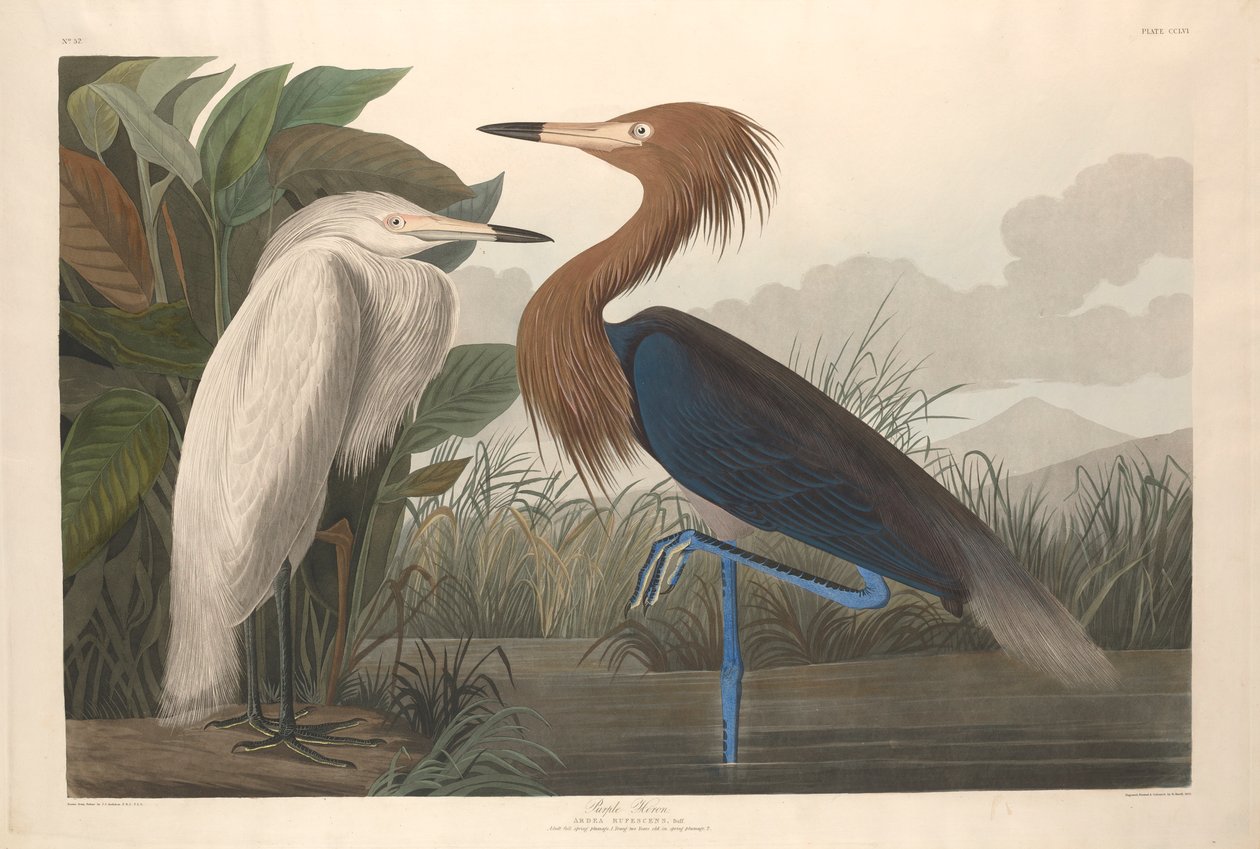 पर्पल हेरॉन, 1835 द्वारा जॉन जेम्स ऑडबोन