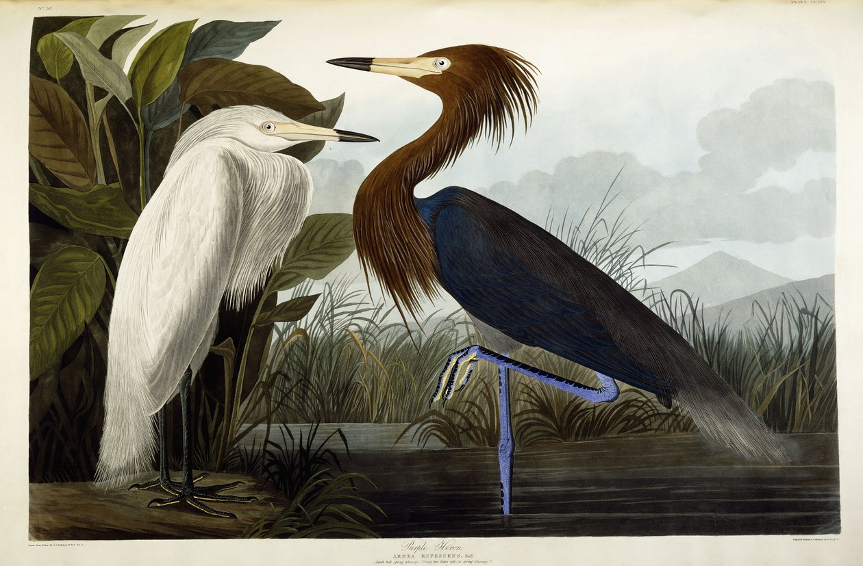 पर्पल हेरोन, c.1835 द्वारा जॉन जेम्स ऑडबोन