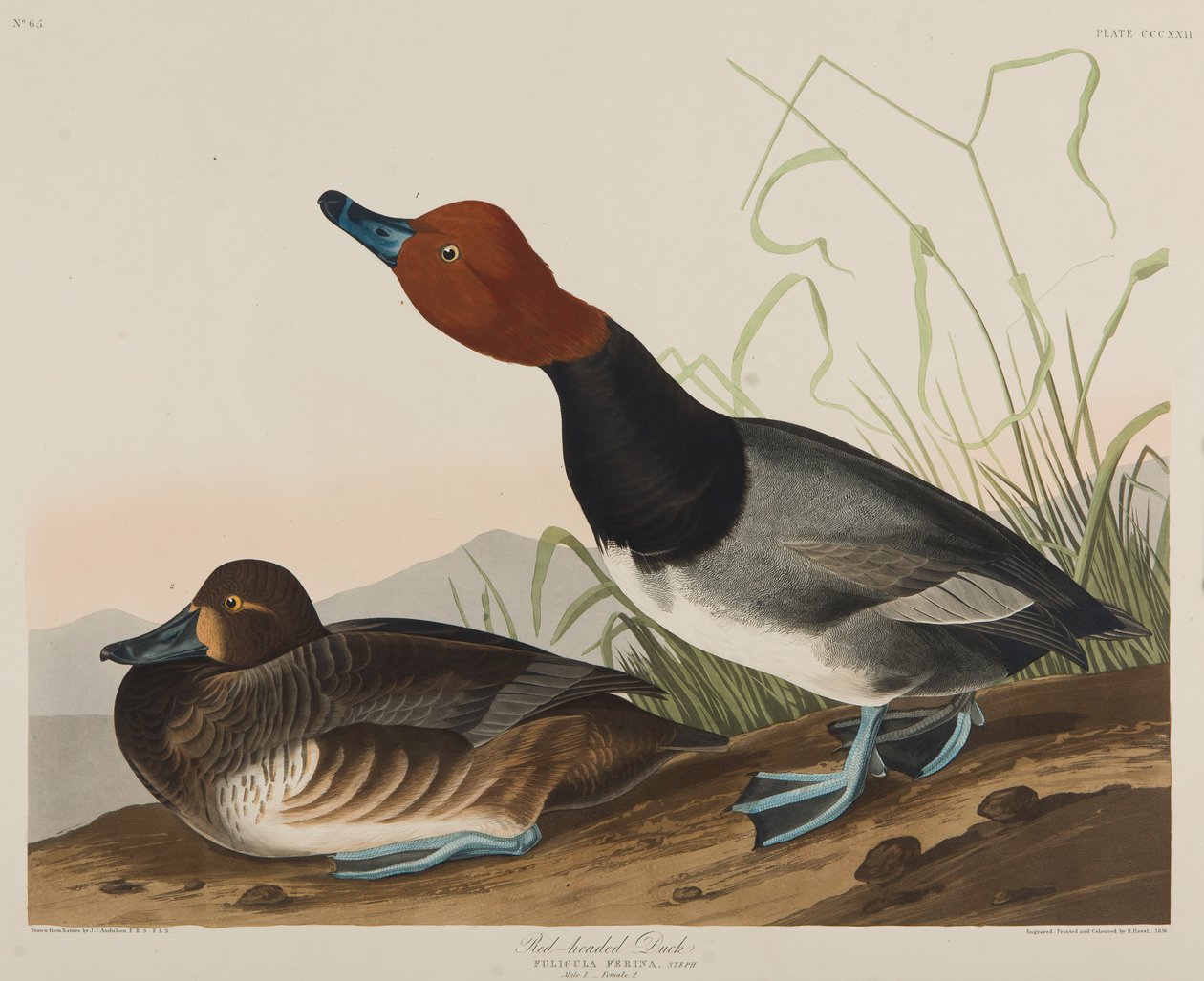 रेड-हेडेड डक, 1836 (कागज पर wc) द्वारा जॉन जेम्स ऑडबोन
