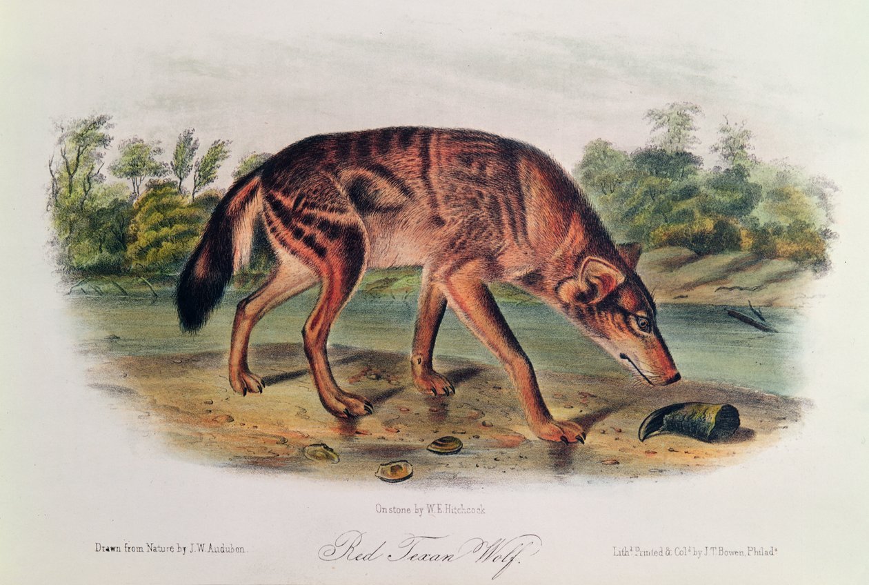1842-45 (लाल रंग का लिथोग्राफ) द्वारा जॉन जेम्स ऑडबोन