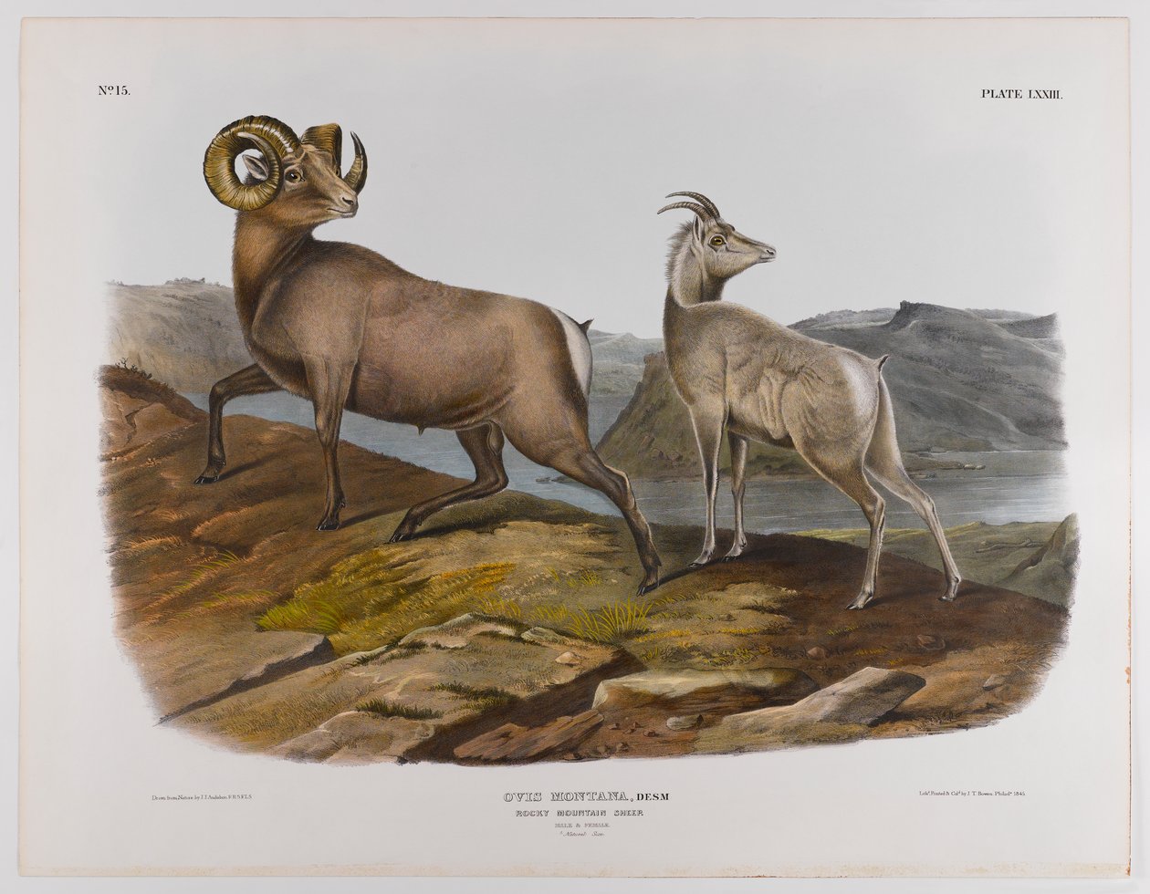 रॉकी पर्वत भेड़, 1845 द्वारा जॉन जेम्स ऑडबोन