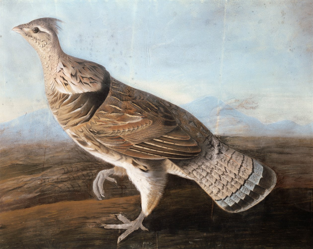 रफेड गूज, c.1812 (कागज पर पेस्टल) द्वारा जॉन जेम्स ऑडबोन