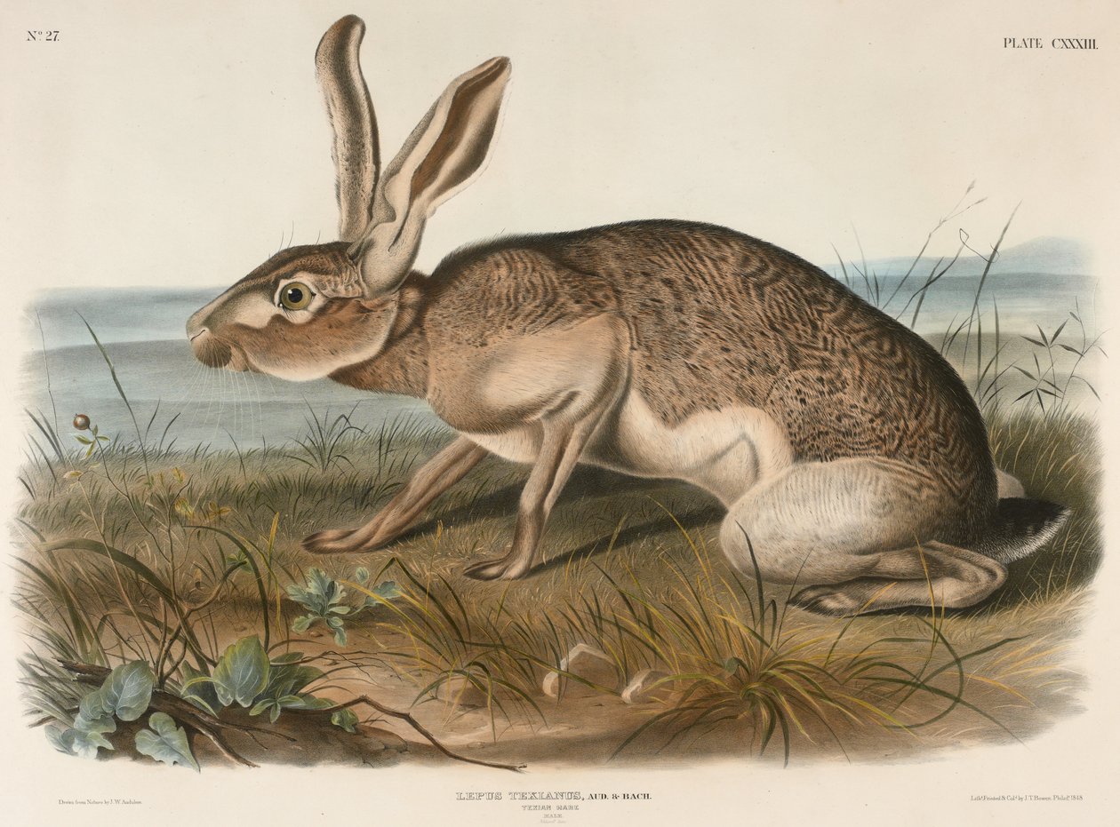 टेक्सियन हरे (लेपस टेक्सियनस), 1848 (हाथ से रंग का लिथोग्राफ) द्वारा जॉन जेम्स ऑडबोन