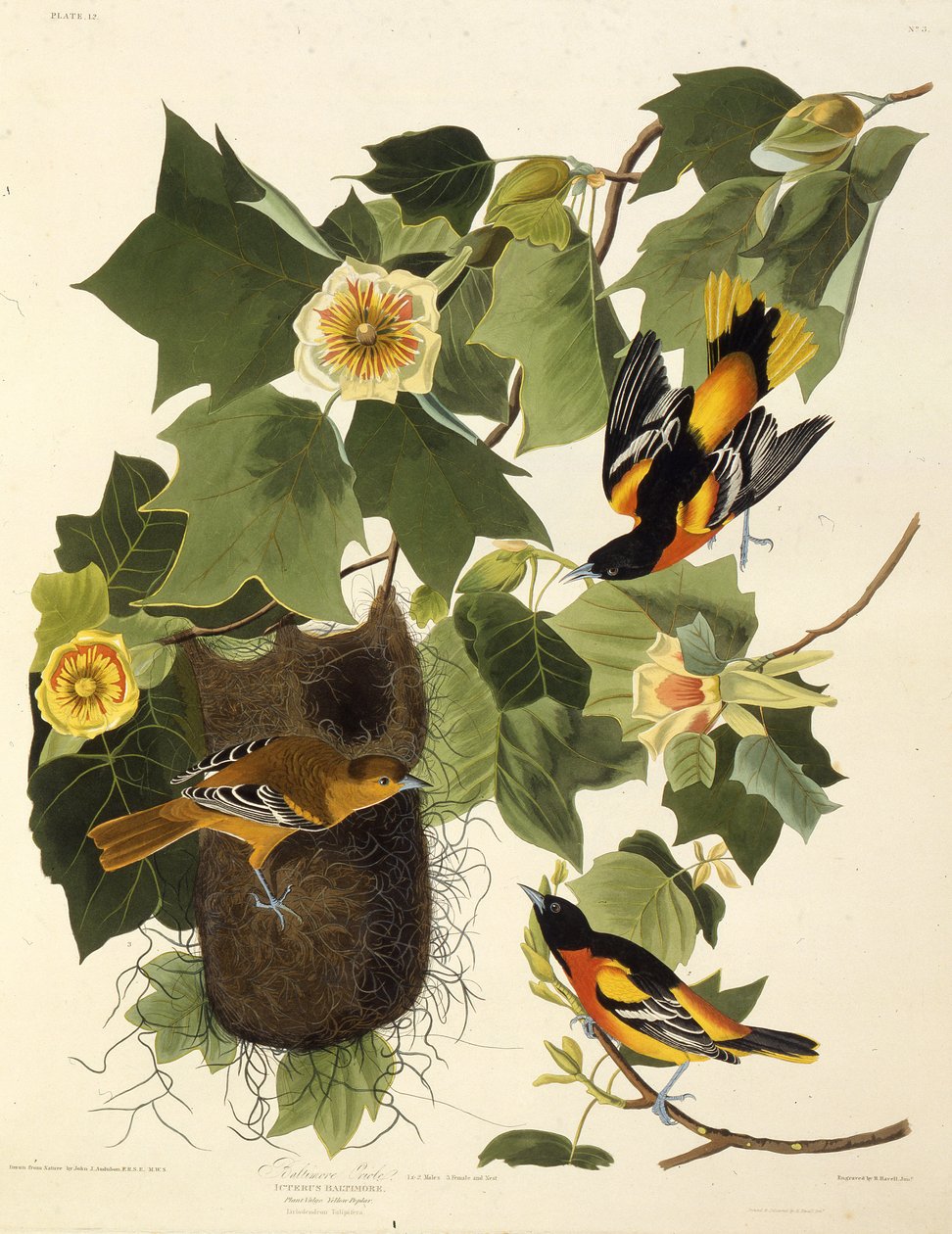 बाल्टीमोर oriole। द बर्ड्स ऑफ अमेरिका, 1827-1838 से। द्वारा जॉन जेम्स ऑडबोन