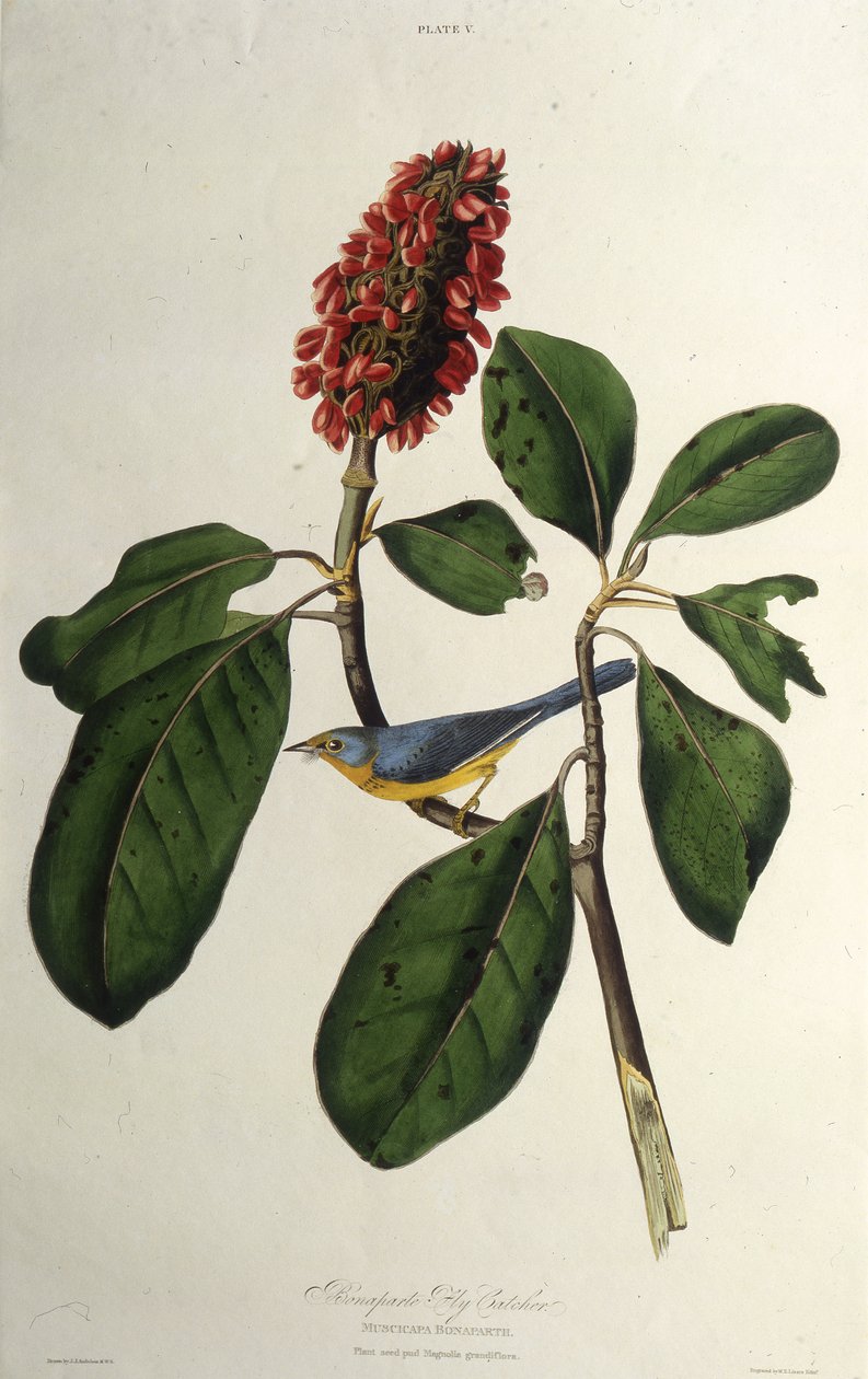 कनाडा का योद्धा। द बर्ड्स ऑफ अमेरिका, 1827-1838 से। द्वारा जॉन जेम्स ऑडबोन