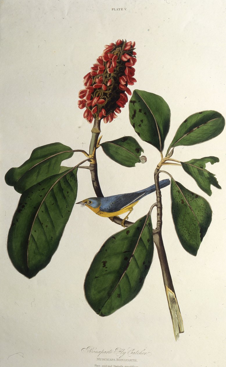 कनाडा का योद्धा। द बर्ड्स ऑफ अमेरिका, 1827-1838 से। द्वारा जॉन जेम्स ऑडबोन