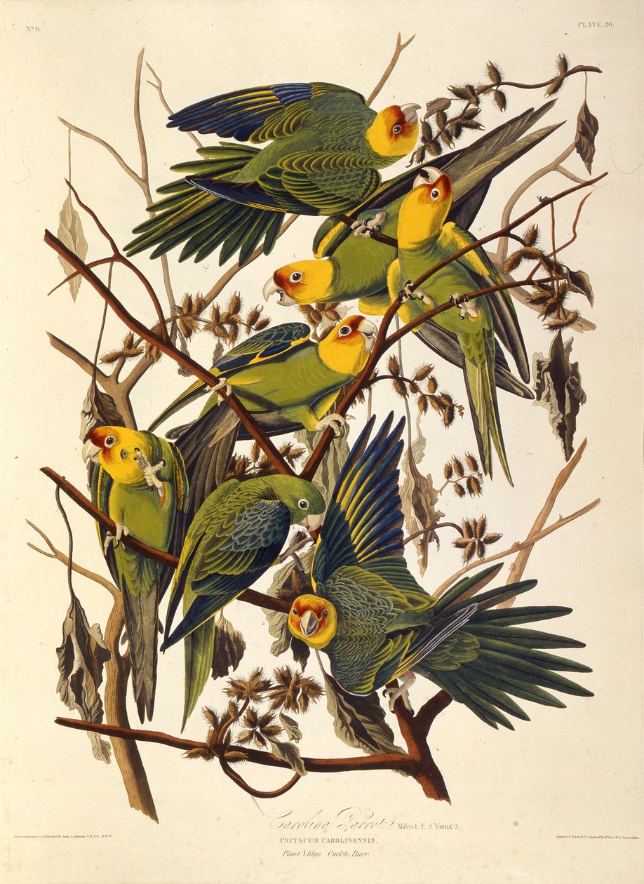 1827-1838 अमेरिका के द बर्ड्स फ्रॉम द कैरोलिना पैराकेट। द्वारा जॉन जेम्स ऑडबोन