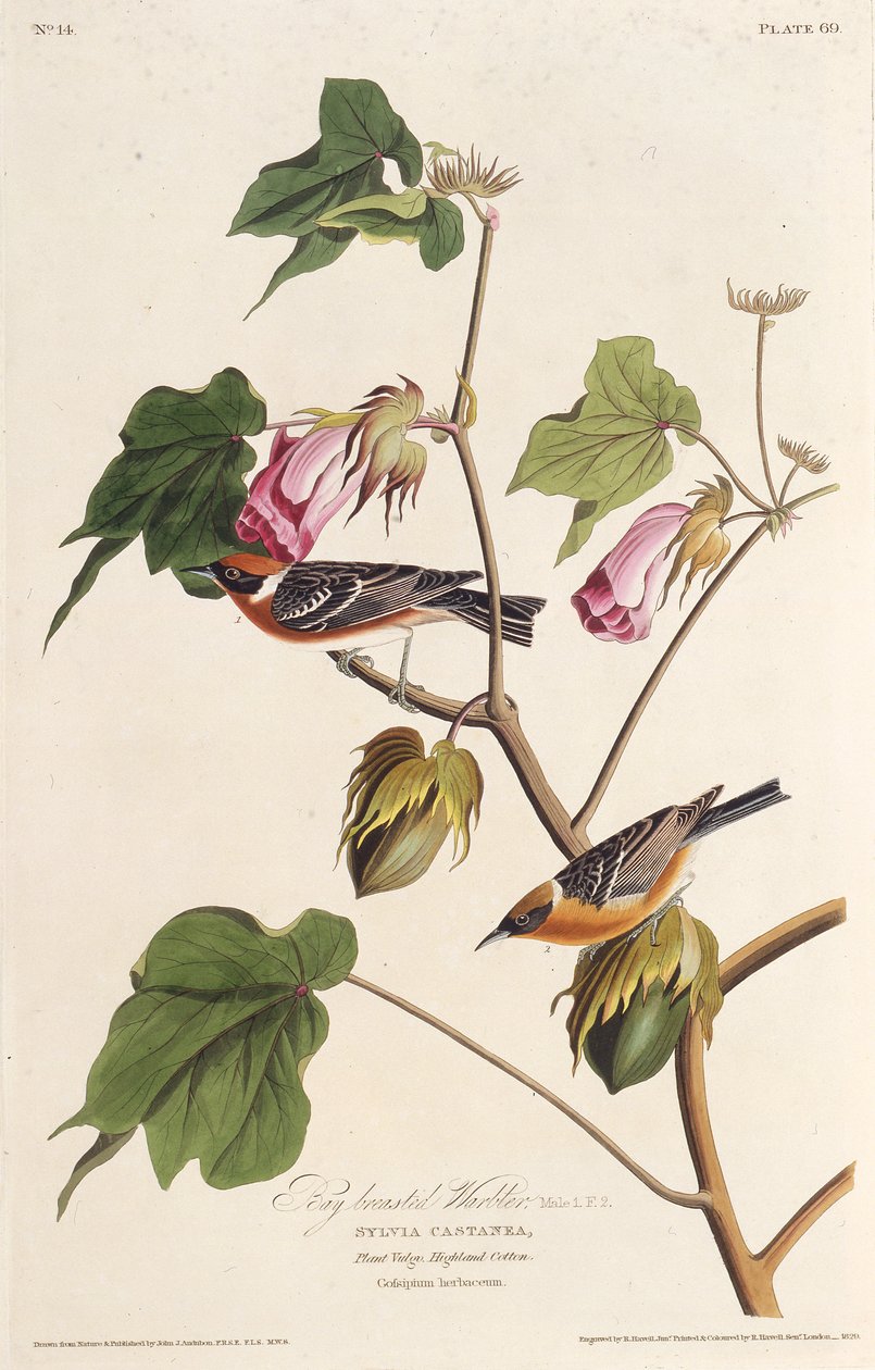 बे-स्तन वाला योद्धा। द बर्ड्स ऑफ अमेरिका, 1827-1838 से। द्वारा जॉन जेम्स ऑडबोन