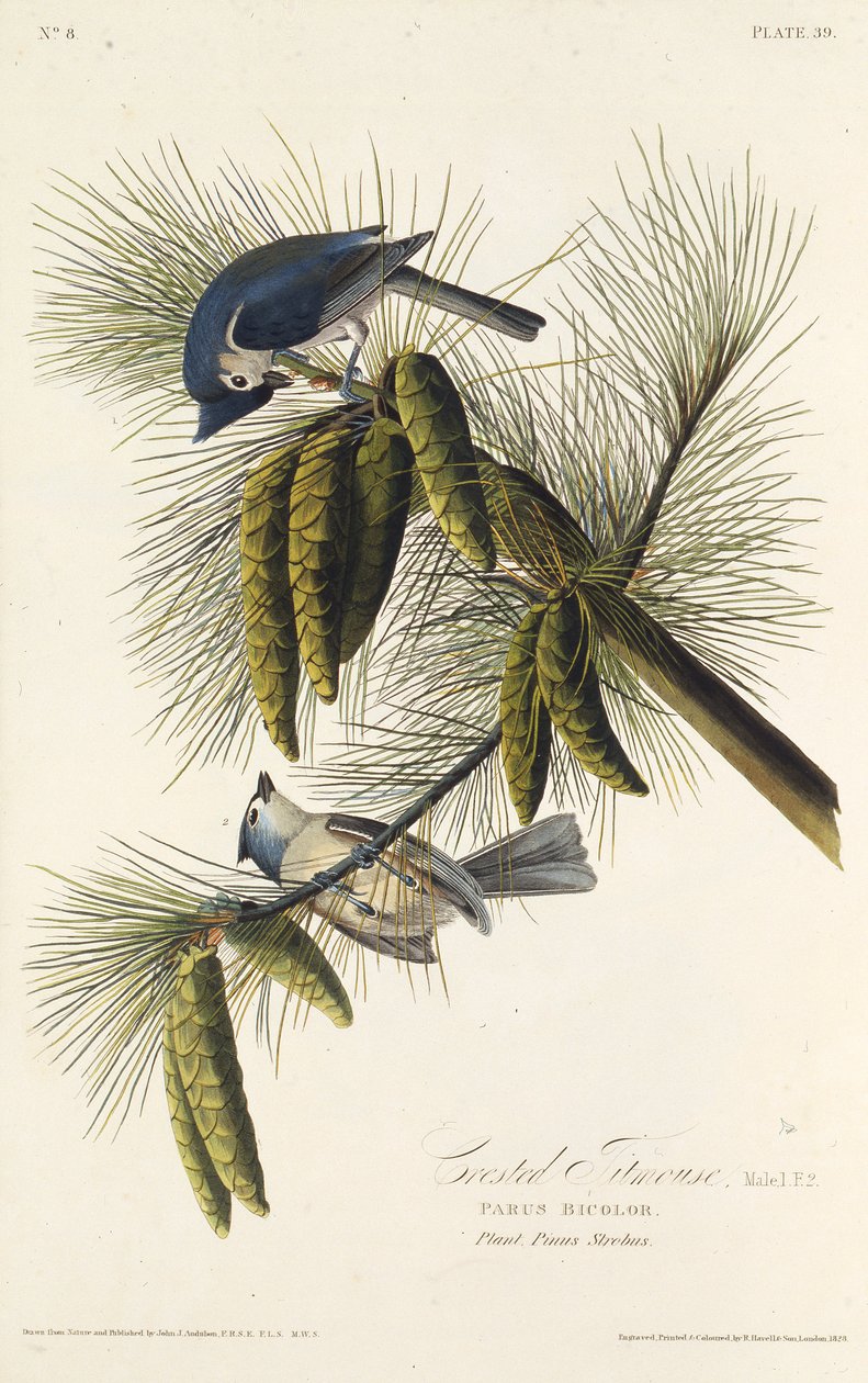 काला-कलूटा टिटमाउस। द बर्ड्स ऑफ अमेरिका, 1827-1838 से। द्वारा जॉन जेम्स ऑडबोन