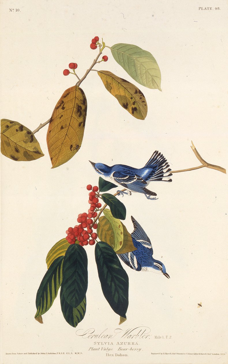 सेरुलियन योद्धा। द बर्ड्स ऑफ अमेरिका, 1827-1838 से। द्वारा जॉन जेम्स ऑडबोन