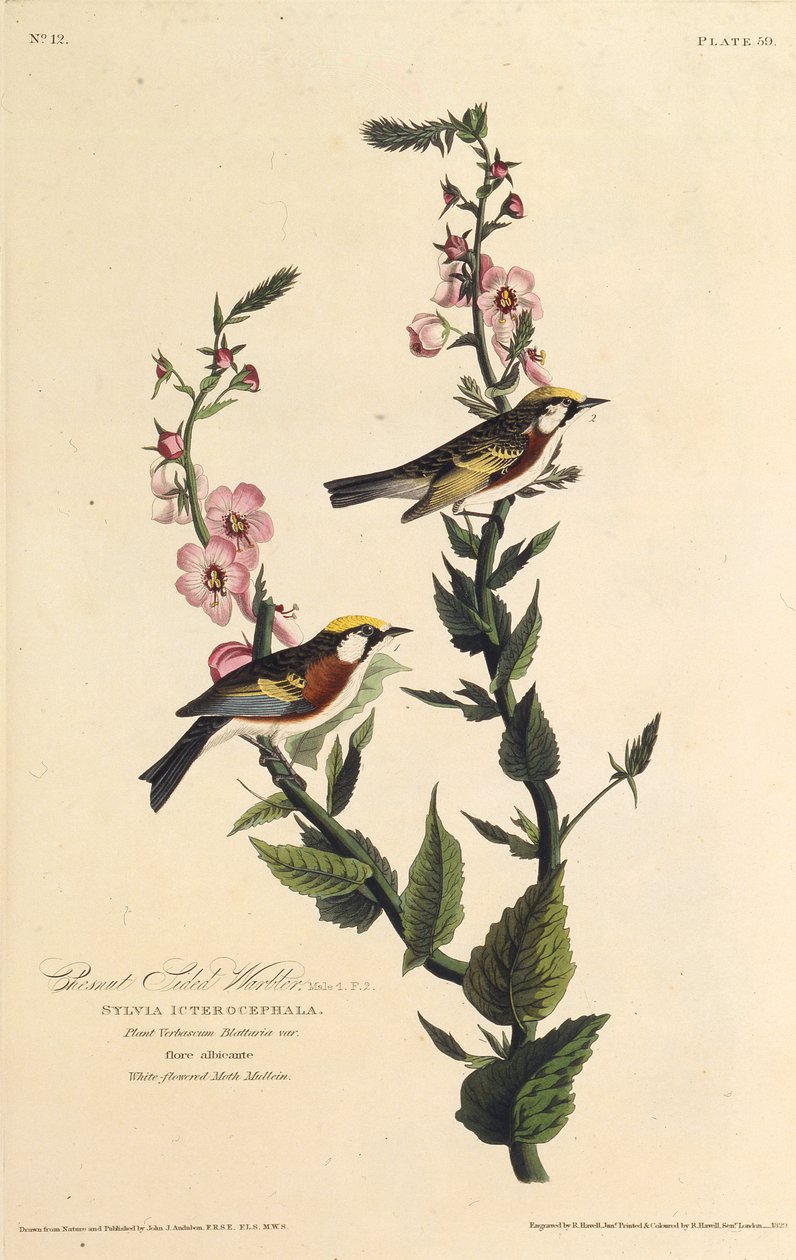 चेस्टनट-साइडेड वार्बलर। द बर्ड्स ऑफ अमेरिका, 1827-1838 से। द्वारा जॉन जेम्स ऑडबोन