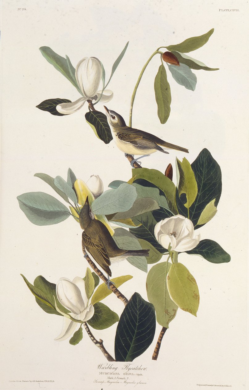 वारब्लिंग फ्लाईकैचर। द बर्ड्स ऑफ अमेरिका, 1827-1838 से। द्वारा जॉन जेम्स ऑडबोन