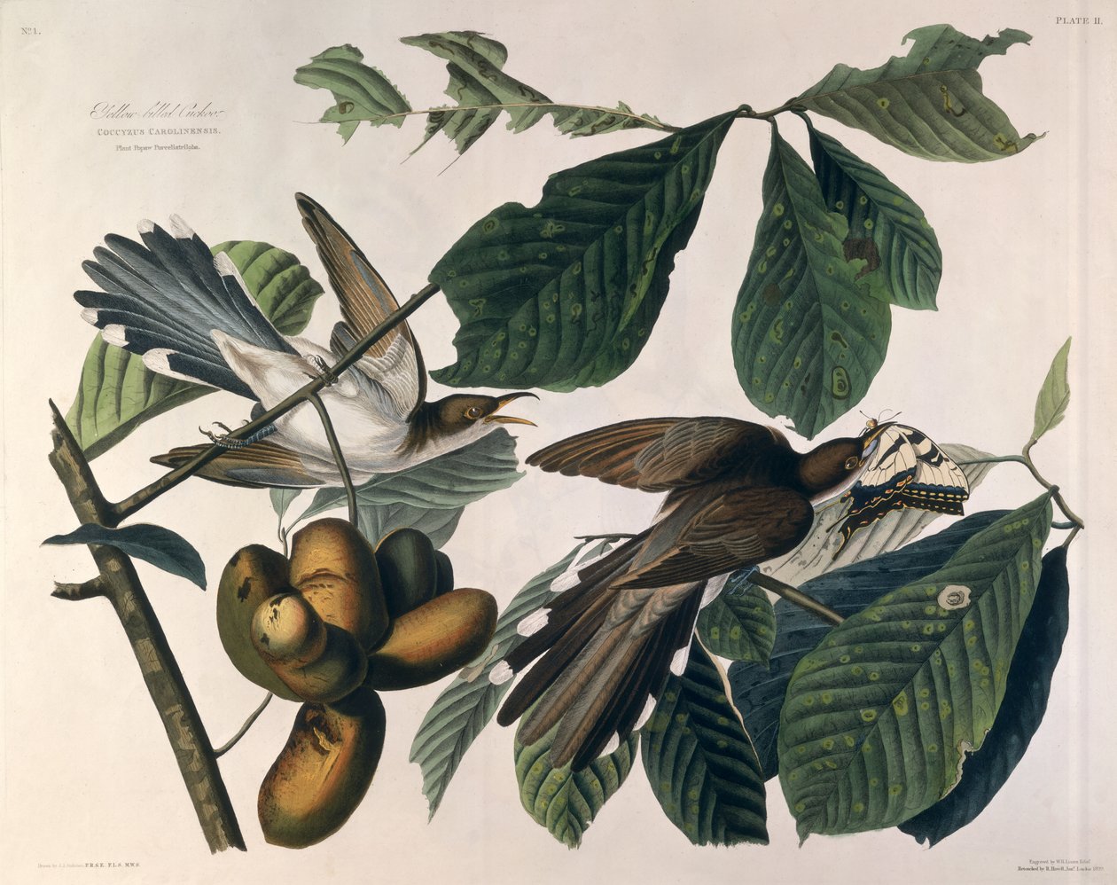 येलो-बिल्ड कुक्कू, &39;बर्ड्स ऑफ अमेरिका&39; से, विलियम होम लिज़र्स (1788-1859) द्वारा उकेरा गया और रॉबर्ट हैवेल (1793-1878) 1829 द्वारा पुनर्प्राप्त किया गया। द्वारा जॉन जेम्स ऑडबोन