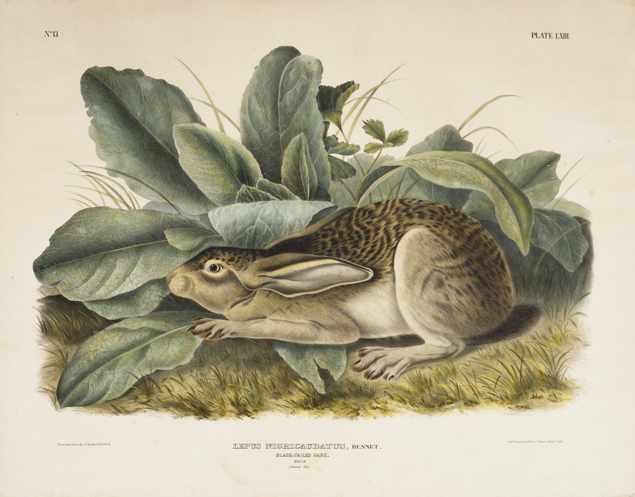 ब्लैक-टेल्ड हरे, 1845 (हाथ के रंग का लिथोग्राफ पेपर पर) द्वारा Audubon के बाद जॉन जेम्स