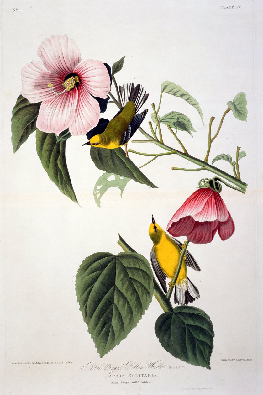 ब्लू विंग्ड येलो वार्बलर, बर्ड्स ऑफ़ अमेरिका, रॉबर्ट हैवेल (1793-1878) द्वारा उत्कीर्ण द्वारा Audubon के बाद जॉन जेम्स