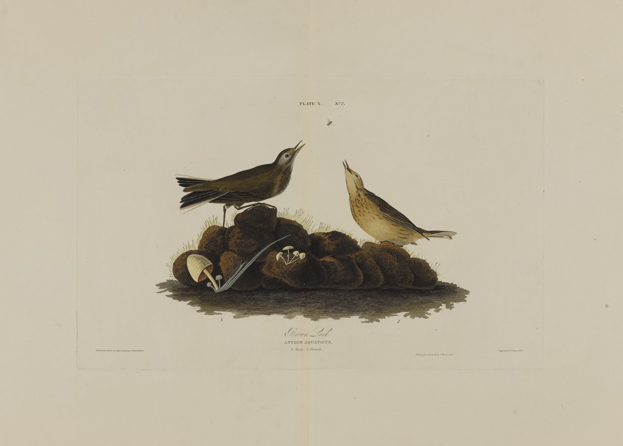 ब्राउन लार्क, अमेरिका के पक्षी, रॉबर्ट हैवेल (1793-1878) द्वारा उत्कीर्ण द्वारा Audubon के बाद जॉन जेम्स