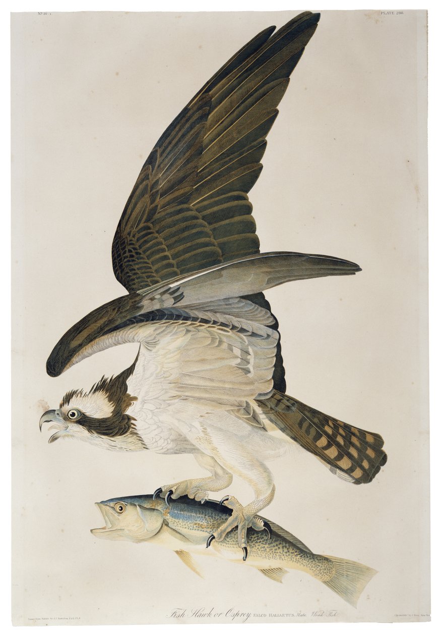फिश हॉक या ऑस्प्रे, जूलियस बायन द्वारा लिथोग्राफ (1826-1909), 1860 द्वारा Audubon के बाद जॉन जेम्स
