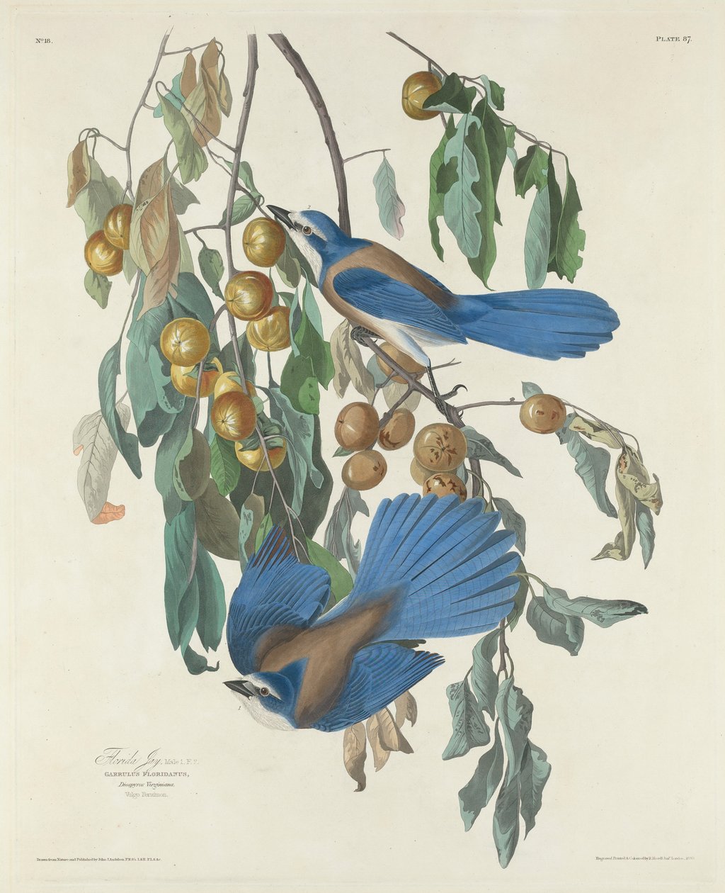 फ्लोरिडा जैस, 1830 द्वारा Audubon के बाद जॉन जेम्स