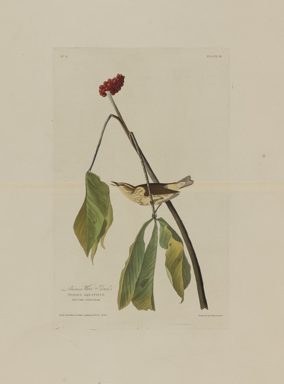 लुइसियाना वाटर थ्रश, बर्ड्स ऑफ अमेरिका से, रॉबर्ट हैवेल (1793-1878) द्वारा उकेरा गया द्वारा Audubon के बाद जॉन जेम्स