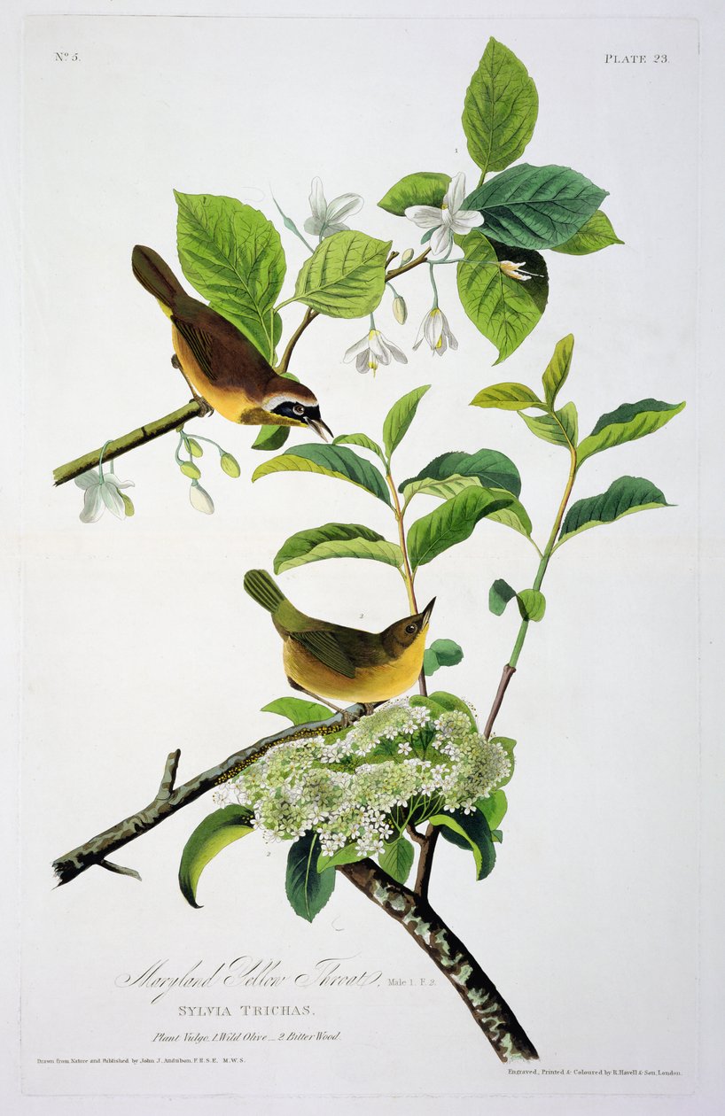 मैरीलैंड येलो थ्रोट, बर्ड्स ऑफ़ अमेरिका, रॉबर्ट हैवेल (1793-1878) द्वारा उत्कीर्ण द्वारा Audubon के बाद जॉन जेम्स