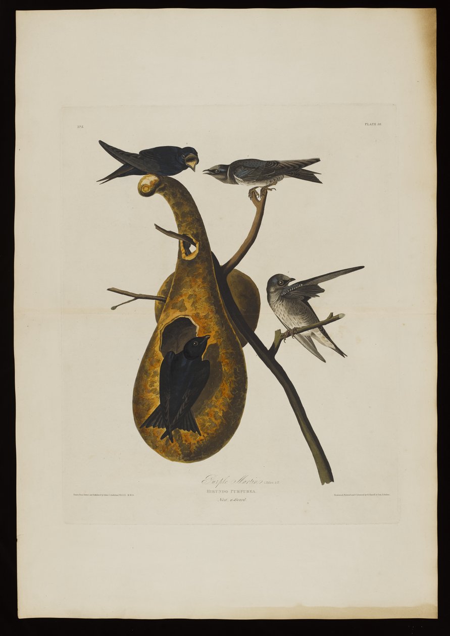 पर्पल मार्टिन ऑफ बर्ड्स ऑफ अमेरिका, रॉबर्ट हैवेल (1793-1878) द्वारा उत्कीर्ण द्वारा Audubon के बाद जॉन जेम्स