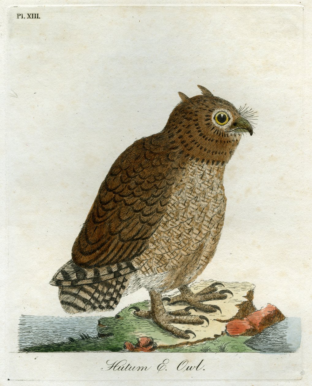 हुतम उल्लू, 1821 (हस्तनिर्मित उत्कीर्णन) द्वारा जॉन लैथम