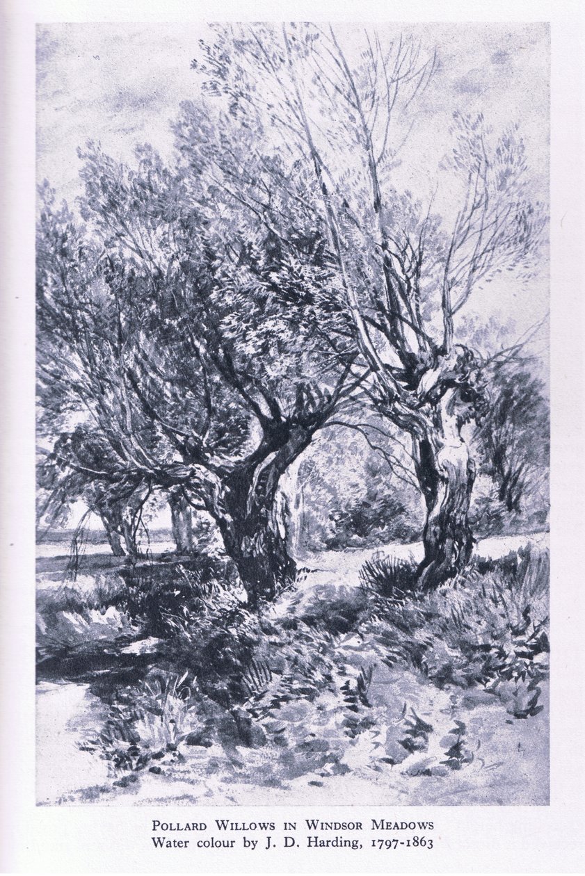 कोलिन्स द्वारा प्रकाशित विंडसर फ़ॉरेस्ट के बाहरी इलाके में वुडकटर, ब्रिटेन में प्रकृति द्वारा जॉन लिननेल