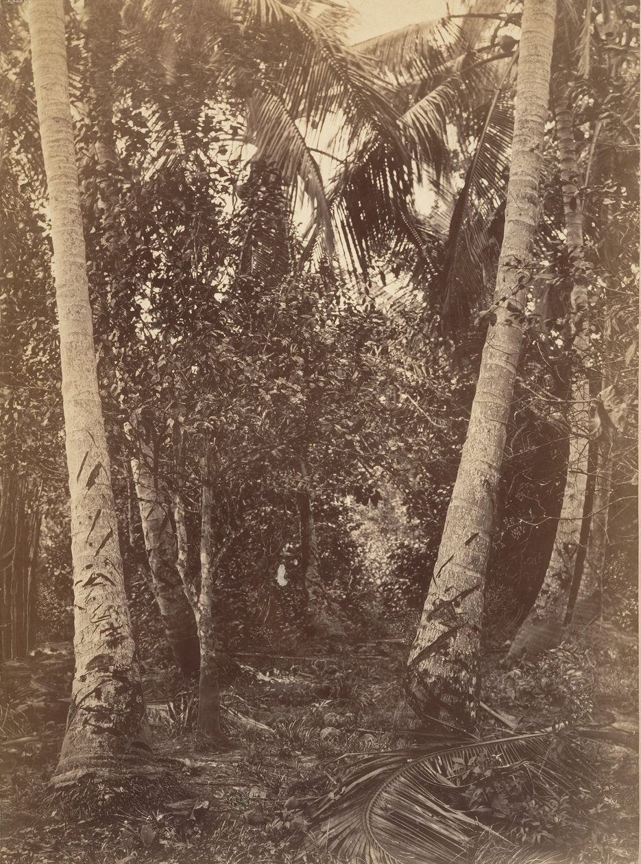 उष्णकटिबंधीय दृश्य, टर्बो के पास वन, 1871। द्वारा जॉन मोरानी