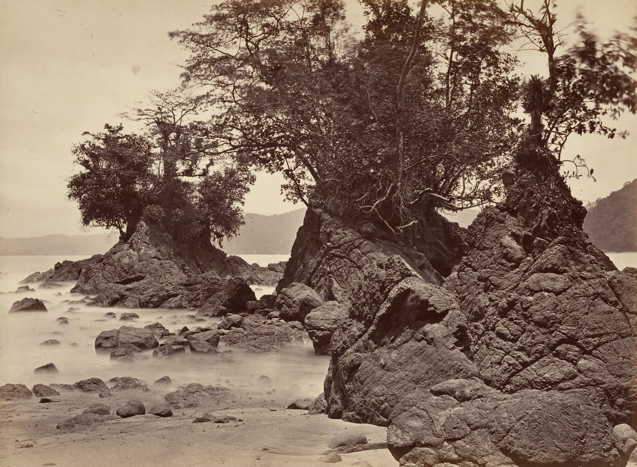 ट्रॉपिकल सीनरी, लिमोन बे - लो टाइड, 1871। द्वारा जॉन मोरानी