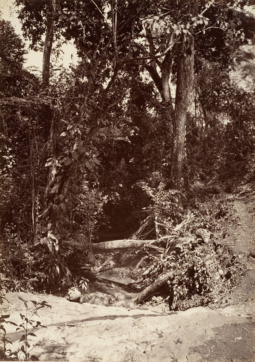 ट्रॉपिकल सीनरी, द ब्रूक एल बानो, चिपिगाना, 1871। द्वारा जॉन मोरानी