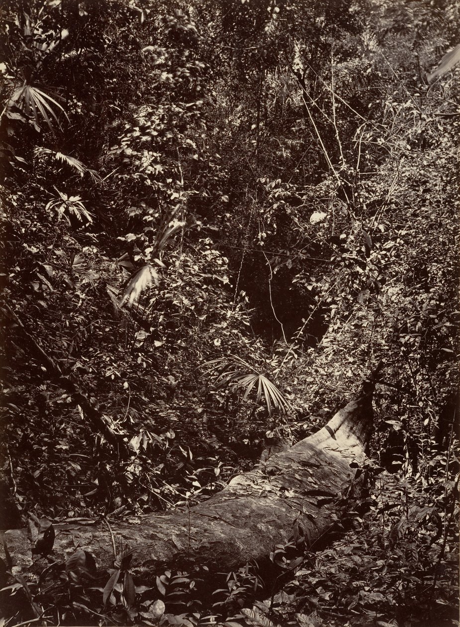उष्णकटिबंधीय दृश्य, उष्णकटिबंधीय वन, 1871। द्वारा जॉन मोरानी