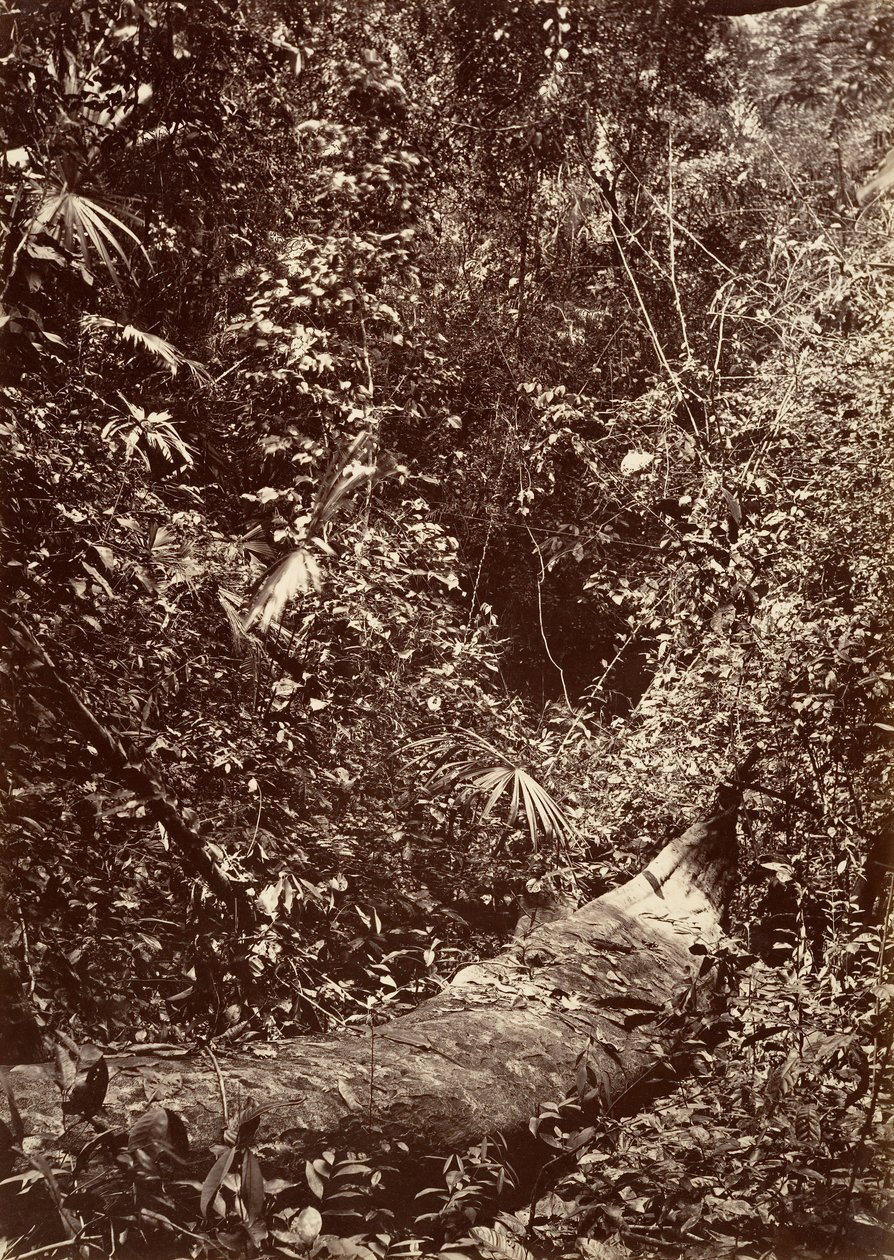 उष्णकटिबंधीय दृश्य, उष्णकटिबंधीय वन, 1871। द्वारा जॉन मोरानी