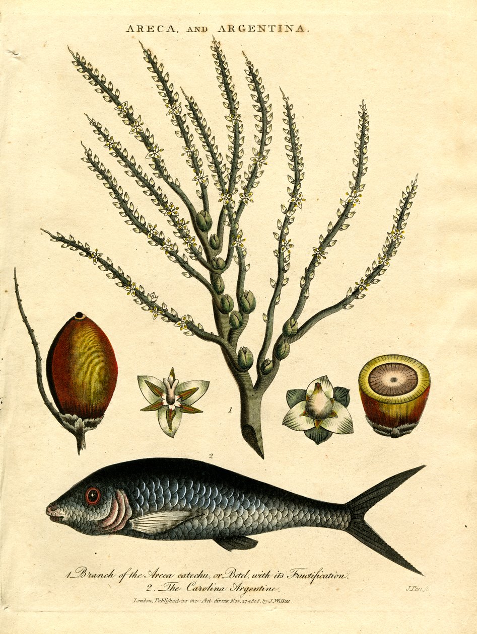  द्वारा जॉन पास