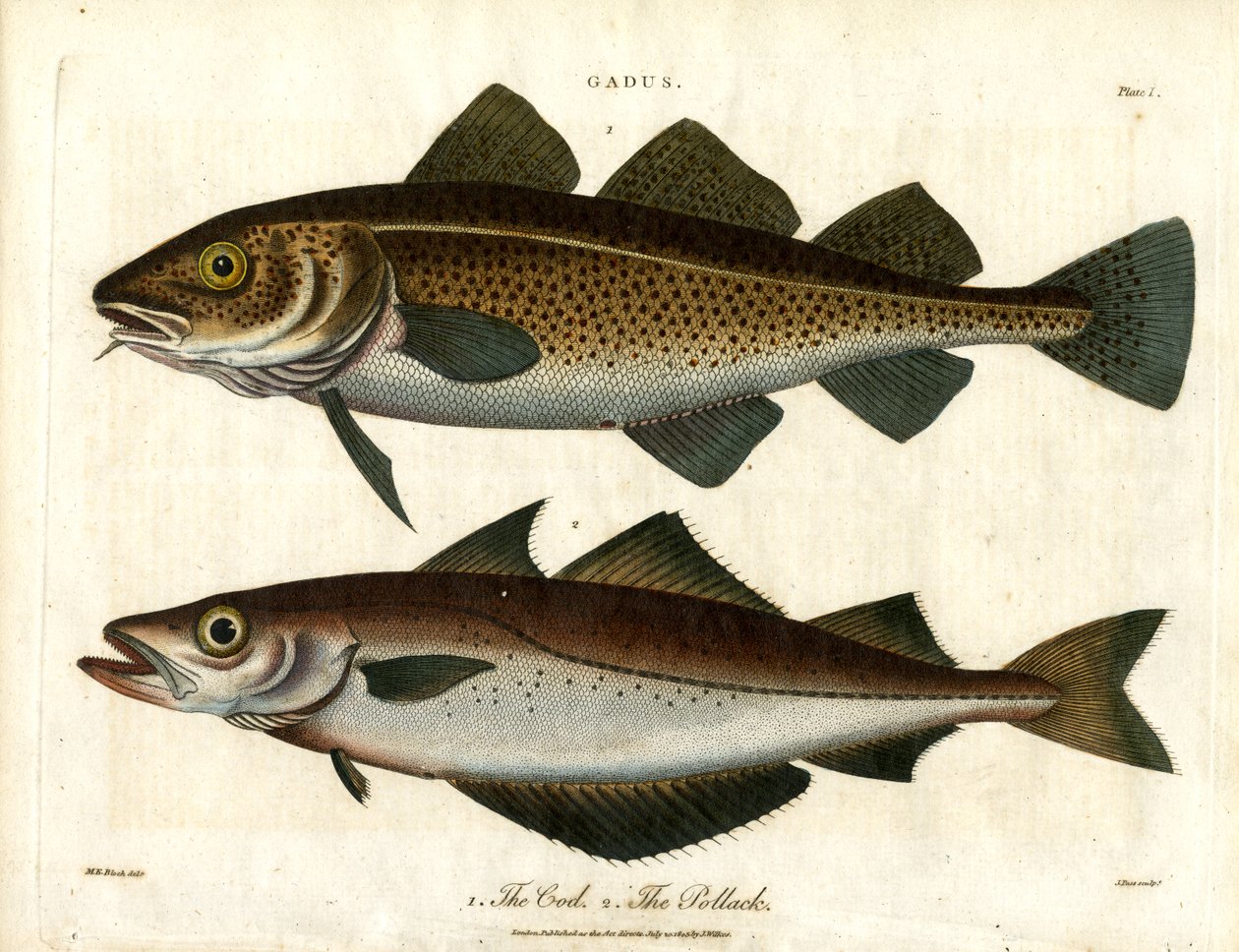  द्वारा जॉन पास