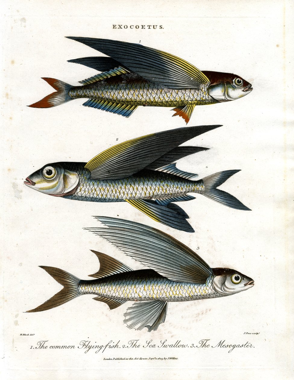  द्वारा जॉन पास