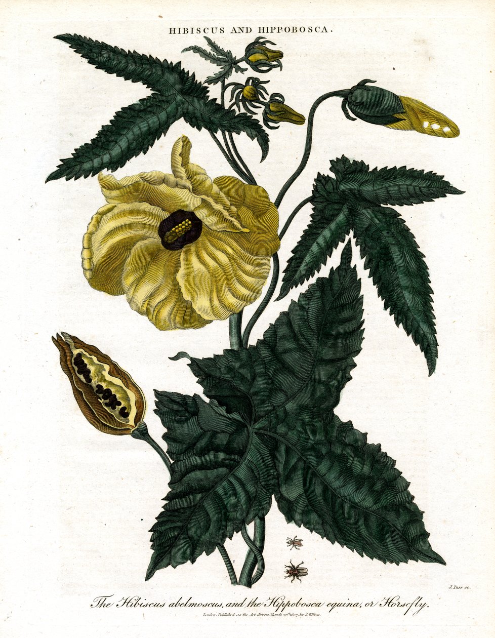  द्वारा जॉन पास